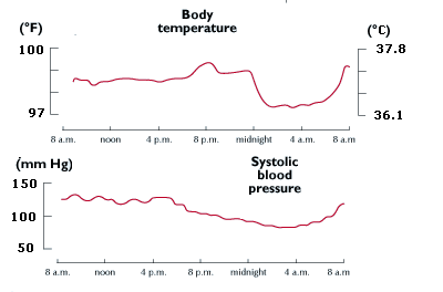 Circadian Rhythm